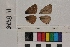  ( - RVcoll.14-B476)  @12 [ ] Butterfly Diversity and Evolution Lab (2014) Roger Vila Institute of Evolutionary Biology