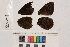  ( - RVcoll.14-B535)  @11 [ ] Butterfly Diversity and Evolution Lab (2014) Roger Vila Institute of Evolutionary Biology