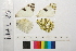  ( - RVcoll.11-D628)  @11 [ ] Butterfly Diversity and Evolution Lab (2014) Roger Vila Institute of Evolutionary Biology