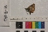  ( - RVcoll.14-E196)  @12 [ ] Butterfly Diversity and Evolution Lab (2014) Roger Vila Institute of Evolutionary Biology