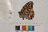  ( - RVcoll.14-E224)  @12 [ ] Butterfly Diversity and Evolution Lab (2014) Roger Vila Institute of Evolutionary Biology