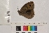  ( - RVcoll.14-E225)  @13 [ ] Butterfly Diversity and Evolution Lab (2014) Roger Vila Institute of Evolutionary Biology