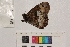  ( - RVcoll.14-E238)  @12 [ ] Butterfly Diversity and Evolution Lab (2014) Roger Vila Institute of Evolutionary Biology