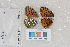 ( - RVcoll.12-Q229)  @14 [ ] Butterfly Diversity and Evolution Lab (2014) Roger Vila Institute of Evolutionary Biology