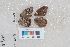  ( - RVcoll.12-Q526)  @12 [ ] Butterfly Diversity and Evolution Lab (2014) Roger Vila Institute of Evolutionary Biology