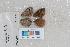  ( - RVcoll.12-Q530)  @12 [ ] Butterfly Diversity and Evolution Lab (2014) Roger Vila Institute of Evolutionary Biology
