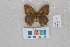  ( - RVcoll.LD-2974)  @12 [ ] Butterfly Diversity and Evolution Lab (2014) Roger Vila Institute of Evolutionary Biology