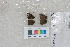  ( - RVcoll. 14-I383)  @12 [ ] Butterfly Diversity and Evolution Lab (2014) Roger Vila Institute of Evolutionary Biology