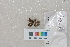  ( - RVcoll.14-I406)  @12 [ ] Butterfly Diversity and Evolution Lab (2014) Roger Vila Institute of Evolutionary Biology