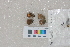  ( - RVcoll.14-I417)  @12 [ ] Butterfly Diversity and Evolution Lab (2014) Roger Vila Institute of Evolutionary Biology