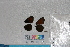  ( - RVcoll. 14-L238)  @12 [ ] Butterfly Diversity and Evolution Lab (2014) Roger Vila Institute of Evolutionary Biology