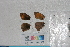  ( - RVcoll. 14-L263)  @11 [ ] Butterfly Diversity and Evolution Lab (2014) Roger Vila Institute of Evolutionary Biology