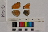  ( - RVcoll.07-C029)  @12 [ ] Butterfly Diversity and Evolution Lab (2014) Roger Vila Institute of Evolutionary Biology