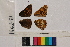  ( - RVcoll.13-T931)  @12 [ ] Butterfly Diversity and Evolution Lab (2014) Roger Vila Institute of Evolutionary Biology