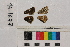  ( - RVcoll.14-I677)  @12 [ ] Butterfly Diversity and Evolution Lab (2014) Roger Vila Institute of Evolutionary Biology
