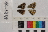  ( - RVcoll.14-I749)  @12 [ ] Butterfly Diversity and Evolution Lab (2014) Roger Vila Institute of Evolutionary Biology