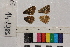  ( - RVcoll.14-J785)  @12 [ ] Butterfly Diversity and Evolution Lab (2014) Roger Vila Institute of Evolutionary Biology
