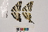  ( - RVcoll.14-L032)  @11 [ ] Butterfly Diversity and Evolution Lab (2014) Roger Vila Institute of Evolutionary Biology