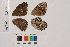  ( - RVcoll.14-L114)  @12 [ ] Butterfly Diversity and Evolution Lab (2014) Roger Vila Institute of Evolutionary Biology