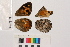  (Hipparchia leighebi - RVcoll.14-N706)  @11 [ ] Butterfly Diversity and Evolution Lab (2014) Roger Vila Institute of Evolutionary Biology