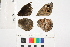  ( - RVcoll.12-R178)  @12 [ ] Copyright (2014) Roger Vila Institute of Evolutionary Biology