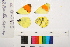  ( - RVcoll.06-G473)  @12 [ ] Copyright (2014) Roger Vila Institute of Evolutionary Biology