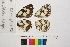  ( - RVcoll.06-G644)  @12 [ ] Copyright (2014) Roger Vila Institute of Evolutionary Biology