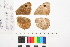  ( - RVcoll.06-G654)  @11 [ ] Copyright (2014) Roger Vila Institute of Evolutionary Biology