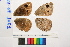  ( - RVcoll.08-J061)  @11 [ ] Copyright (2014) Roger Vila Institute of Evolutionary Biology