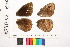  ( - RVcoll.09-V467)  @11 [ ] Copyright (2014) Roger Vila Institute of Evolutionary Biology