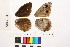  ( - RVcoll.10-C136)  @12 [ ] Butterfly Diversity and Evolution Lab (2014) Roger Vila Institute of Evolutionary Biology