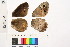  ( - RVcoll.11-I613)  @12 [ ] Copyright (2014) Roger Vila Institute of Evolutionary Biology