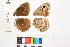  ( - RVcoll.11-I877)  @11 [ ] Copyright (2014) Roger Vila Institute of Evolutionary Biology