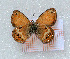  ( - RVcoll.LD-3384)  @11 [ ] Copyright (2012) Roger Vila Institute of Evolutionary Biology