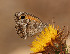  ( - RVcoll.140410KV30)  @13 [ ] Butterfly Diversity and Evolution Lab (2014) Roger Vila Institute of Evolutionary Biology
