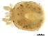  (Stygomomonia sp0994B - CNC-IMS090094.013)  @14 [ ] CreativeCommons - Attribution (2010) CBG Photography Group Centre for Biodiversity Genomics