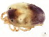  (Brachypoda sp0994C - CNC-IMS090094.028)  @14 [ ] CreativeCommons - Attribution (2010) CBG Photography Group Centre for Biodiversity Genomics
