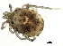  (Sperchon sp0995B - CNC-IMS090095.007)  @14 [ ] CreativeCommons - Attribution (2010) CBG Photography Group Centre for Biodiversity Genomics