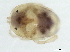  ( - CNC-IMS090097.042)  @13 [ ] CreativeCommons - Attribution (2010) CBG Photography Group Centre for Biodiversity Genomics