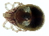  (Torrenticolidae - CNC-IMS090103.018)  @15 [ ] CreativeCommons - Attribution (2010) CBG Photography Group Centre for Biodiversity Genomics