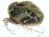  (Limnesia sp09103C - CNC-IMS090103.028)  @14 [ ] CreativeCommons - Attribution (2010) CBG Photography Group Centre for Biodiversity Genomics