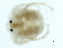  (Wettinidae - CNC-IMS090103.041)  @13 [ ] CreativeCommons - Attribution (2010) CBG Photography Group Centre for Biodiversity Genomics