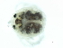  (Piona sp09103A - CNC-IMS090103.042)  @13 [ ] CreativeCommons - Attribution (2010) CBG Photography Group Centre for Biodiversity Genomics
