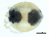  ( - CNC-IMS090103.046)  @13 [ ] CreativeCommons - Attribution (2010) CBG Photography Group Centre for Biodiversity Genomics