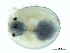  ( - CNC-IMS090103.048)  @11 [ ] CreativeCommons - Attribution (2010) CBG Photography Group Centre for Biodiversity Genomics