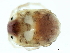  (Woolastookia sp09103A - CNC-IMS090103.051)  @11 [ ] CreativeCommons - Attribution (2010) CBG Photography Group Centre for Biodiversity Genomics