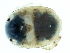  (Woolastookia - CNC-IMS090103.052)  @14 [ ] CreativeCommons - Attribution (2010) CBG Photography Group Centre for Biodiversity Genomics