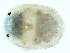  ( - CNC-IMS090103.056)  @13 [ ] CreativeCommons - Attribution (2010) CBG Photography Group Centre for Biodiversity Genomics