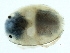 ( - CNC-IMS090103.057)  @11 [ ] CreativeCommons - Attribution (2010) CBG Photography Group Centre for Biodiversity Genomics