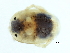  (Brachypoda sp09103A - CNC-IMS090103.058)  @13 [ ] CreativeCommons - Attribution (2010) CBG Photography Group Centre for Biodiversity Genomics